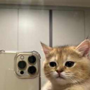 Selfie Cat