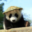 Panda in a hat