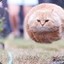 Fat Flying Cat