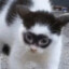 Zorro