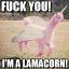Spectacular Lamacorn