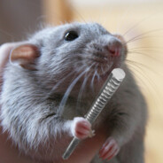 Анальная крыса