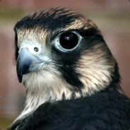 srt121 - steam id 76561197964507070