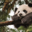 Small Panda Angry Panda