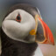 puffin_potato