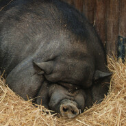 свинячий дебошир