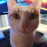 A Cat Staring At Your Soul