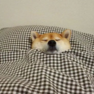 想再听你说句晚安