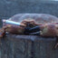 Crabbyt