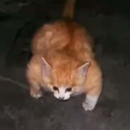 Rusik avatar