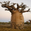 Baobab