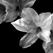 kind - steam id 76561199696566063