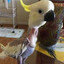 Banana Dragon