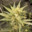 Dr. Reefer