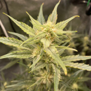 Dr. Reefer