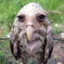 Wet Owl