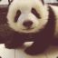 [IaM]Pandita ) ҉҈҉҈҈҉҈҉҈҉҈