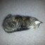 KyKittyz