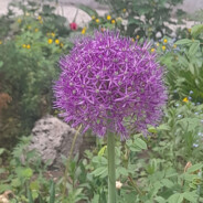 [SL]ЛУК БАТУН