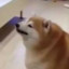 Dat1Doge