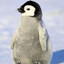 PudgyPenguin326