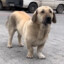 Kangal Jr.
