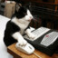 Gatito Violento