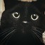 BlackCat