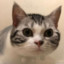 猫宝