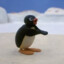 pingu