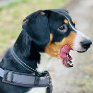 HeadshotmaschineAule420