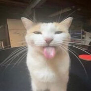 gatitu