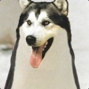 𐂃𐂃𐂃𐂃𐂃𐂃𐂃𐂃