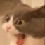 Shunp0