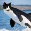 flying catfish