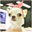 Shankidog