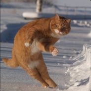 Zaku Zaku Zaku Zaku Zaku Zaku - steam id 76561197960563145