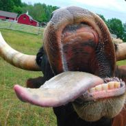 CowTipperVirus