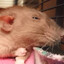 CassiusArelius