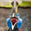 Сassowary