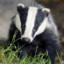 Badger