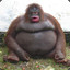 fat monkey