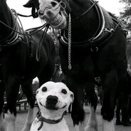 slon999 - steam id 76561199827420651