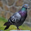 Pigeon Senti