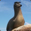 Gerald_The_Sea_Lion