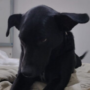 :o