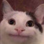 dog_fish_wwozy