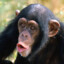 Jim Carrey&#039;s Chimpanzee