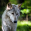 Wolfie =D