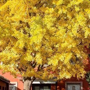 对面别慌，我在送